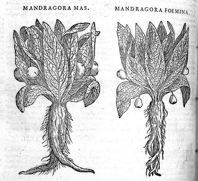 653px-Woodcut;_two_mandrake_plants._Wellcome_L0011700.jpg
