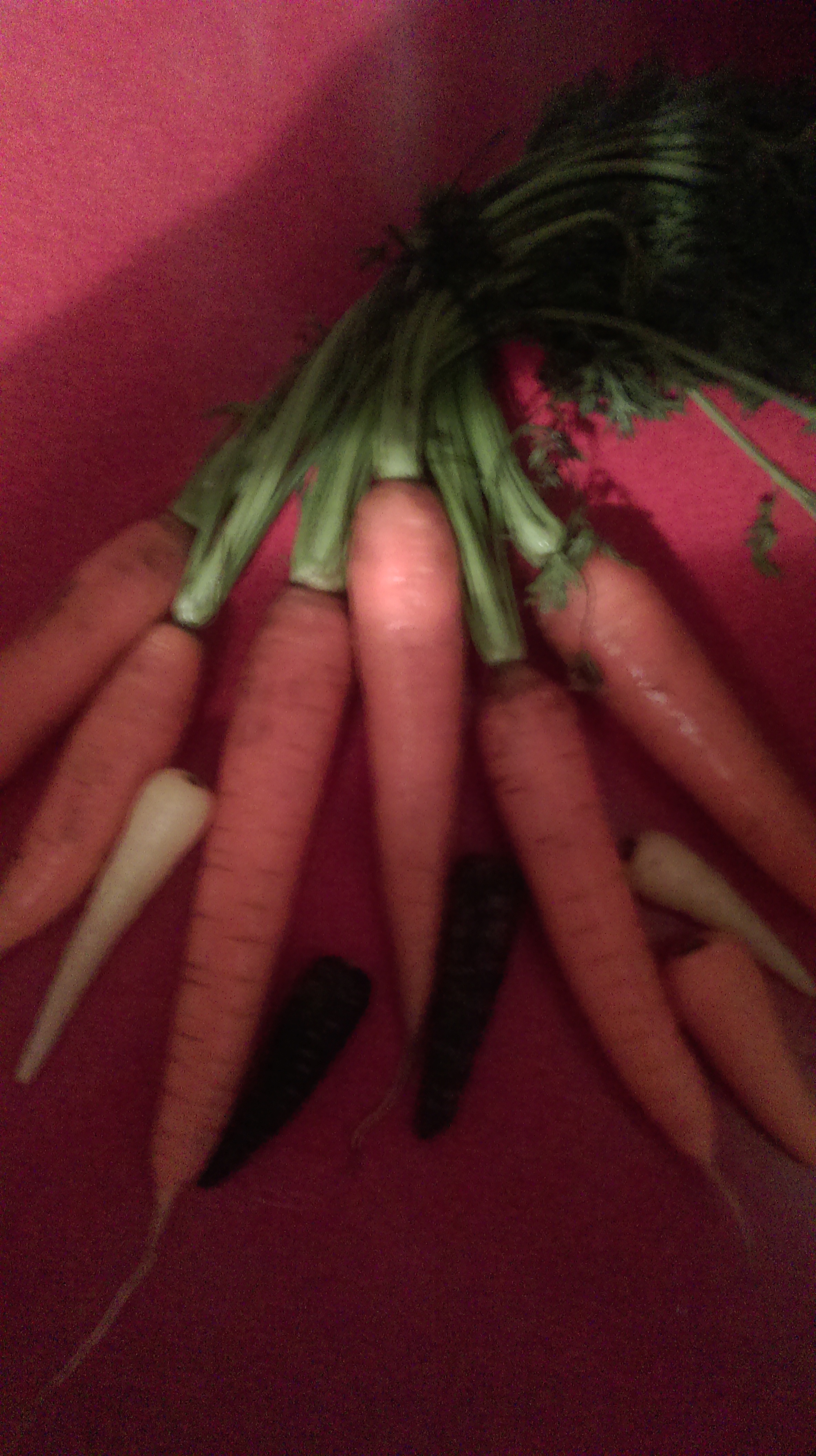 carrots.jpg
