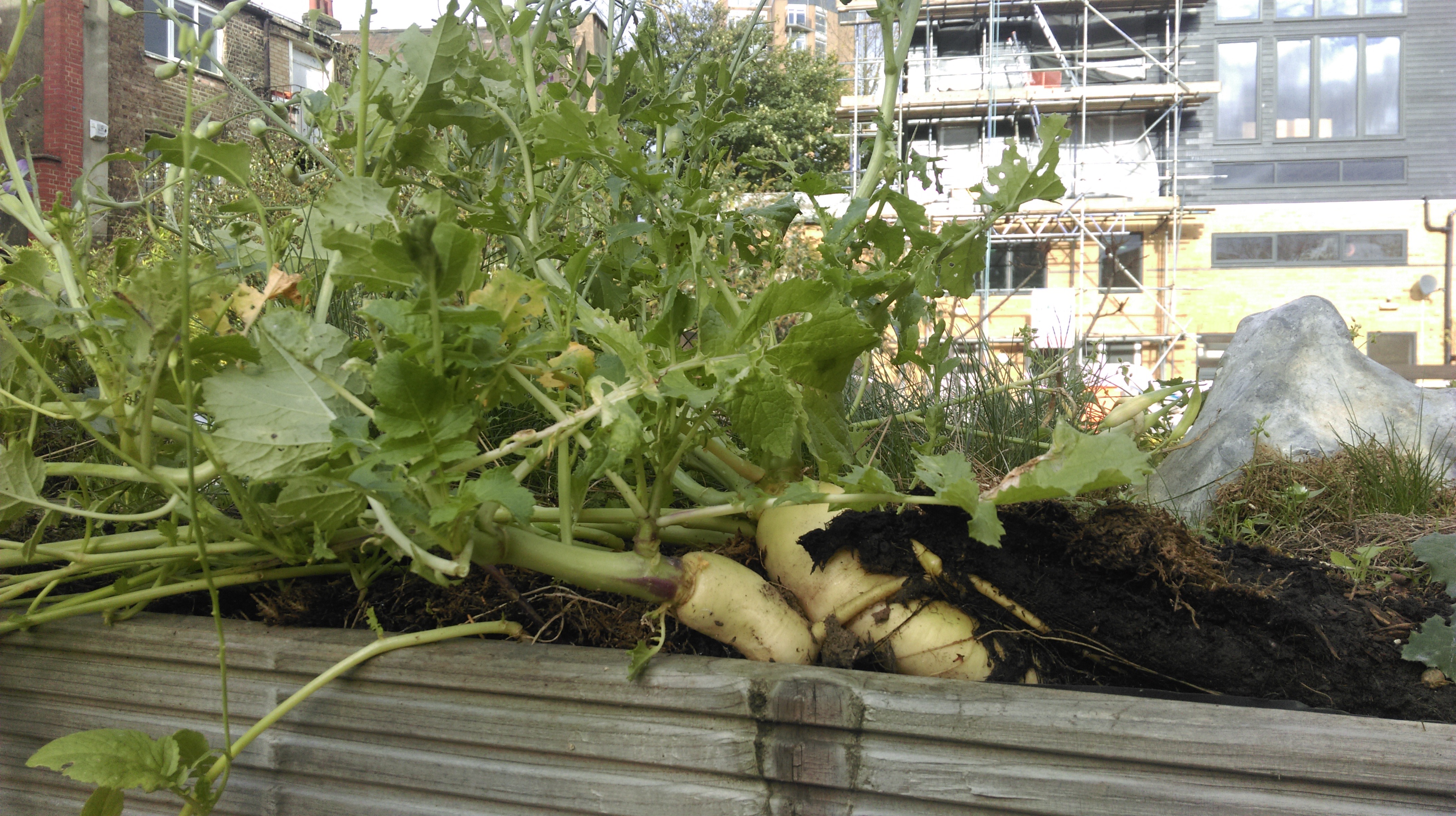 daytime mandrake.jpg