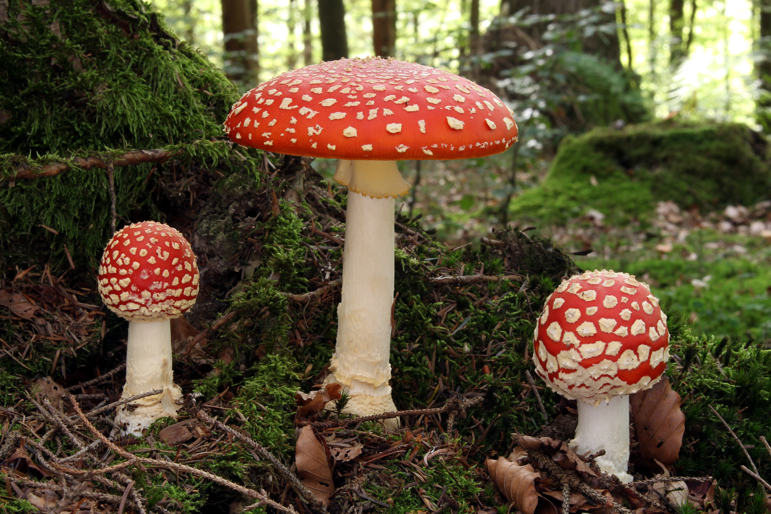Gluckspilz: Lucky Mushrooms for the New Year – The New City