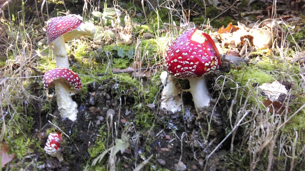 fly agaric
