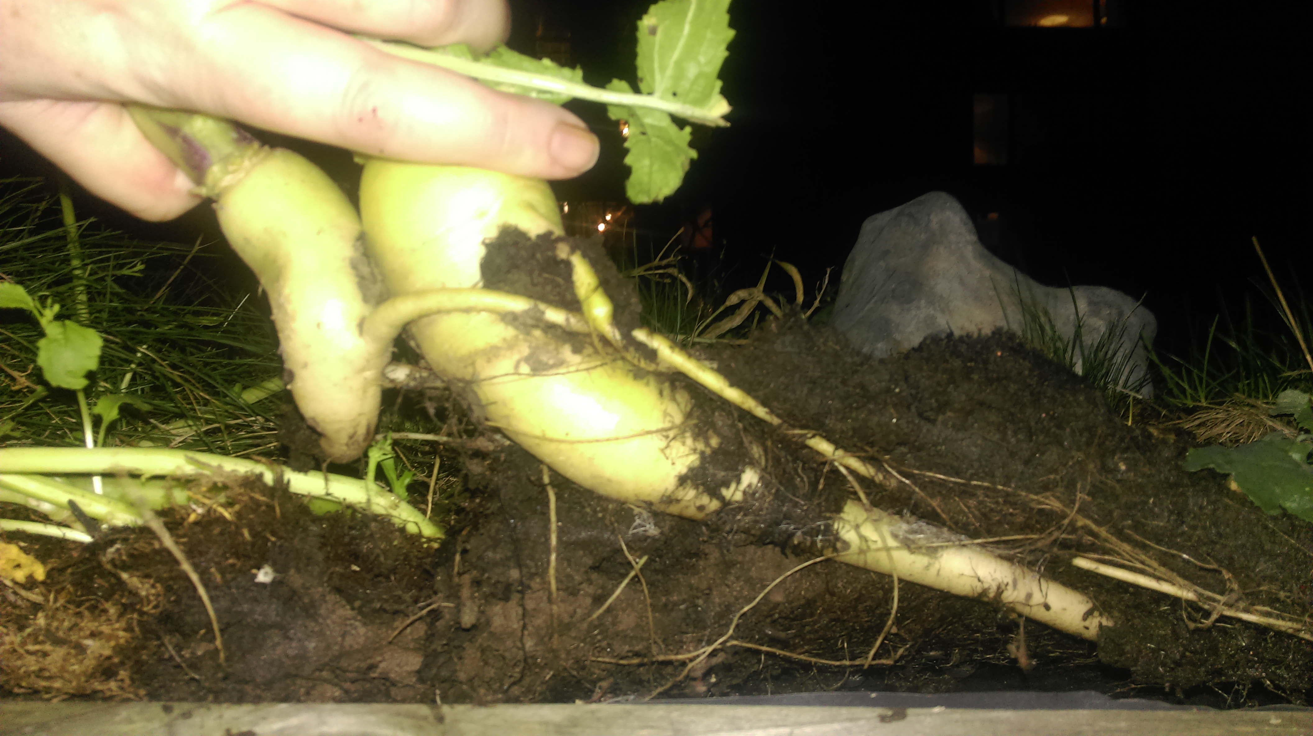 harvesting mandrake.jpg