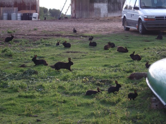 Semi-Domestic_Rabbits_by_Wapus