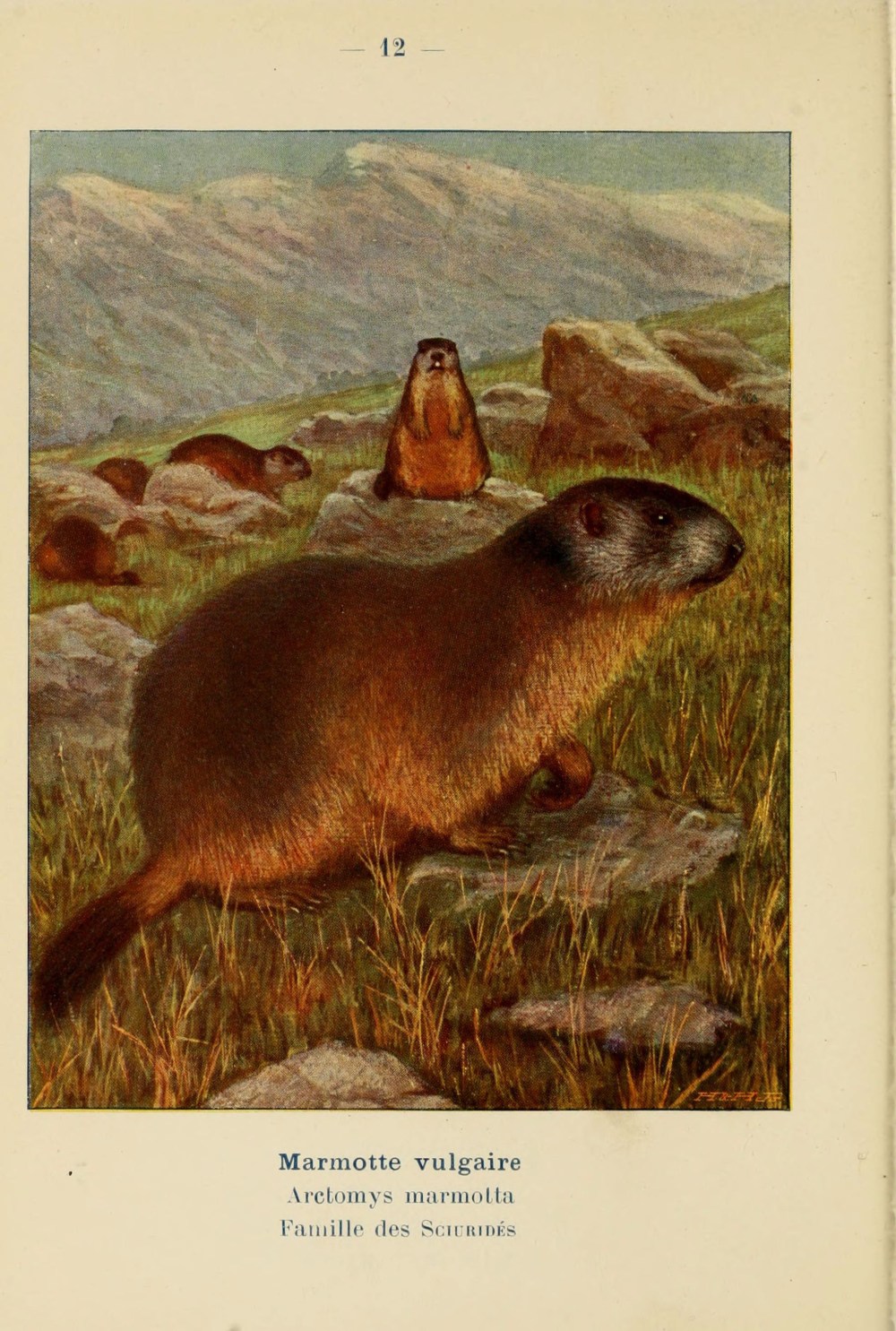 Atlas_de_poche_des_mammifères_de_France,_de_la_Suisse_romane_et_de_la_Belgique_(Pl._12)_(6312164374)[2]