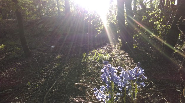 bluebell_wood