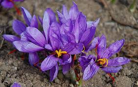 saffron-flower