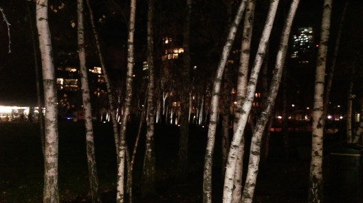 birch_grove_at_night