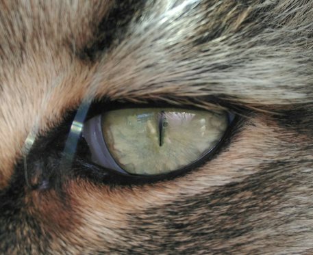 cat_eye_slit